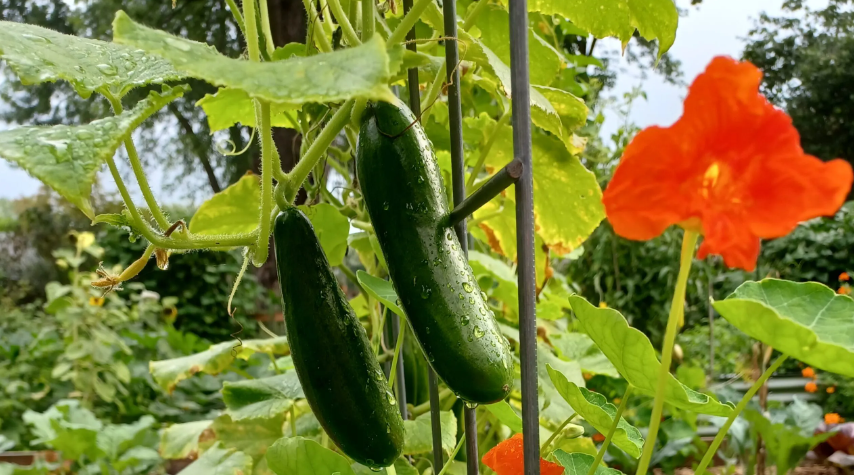 Alles über den Regenschutz für Gurken